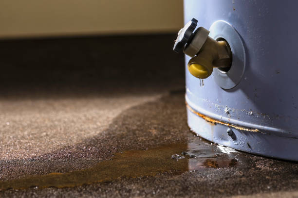 Best Professional water damage repair  in North Fork, AZ